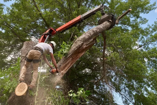 Large branch removal and tree care in Clinton Township MI