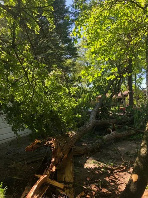 Storm damage cleanup Partridge Creek removing hanging limbs after a storm