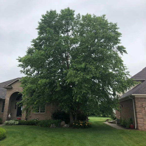 before tree trimming