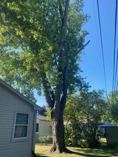 step 1 of tree removal