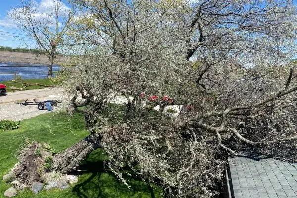 emergency tree removal