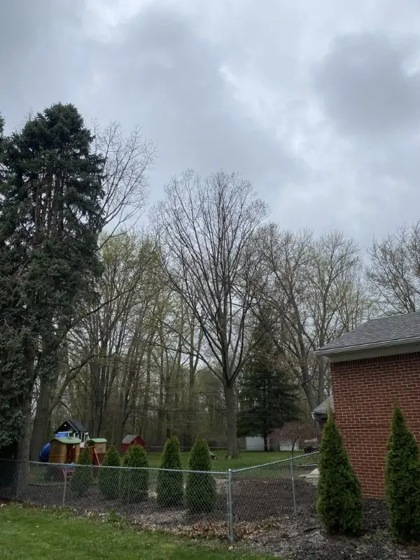Residential tree removal Partridge Creek near home